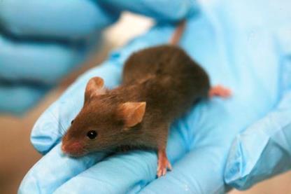 tikus