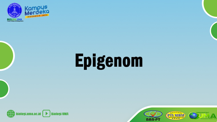 epigenom